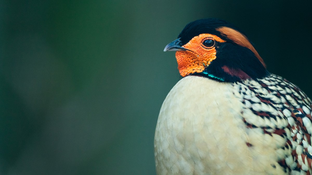 Cabottragopan Nordens Ark