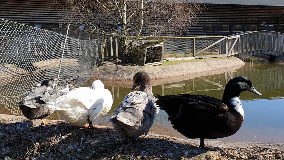 Blå anka på Nordens Ark