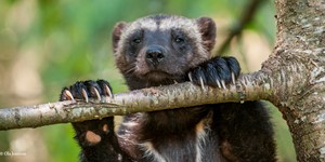 Wolverine