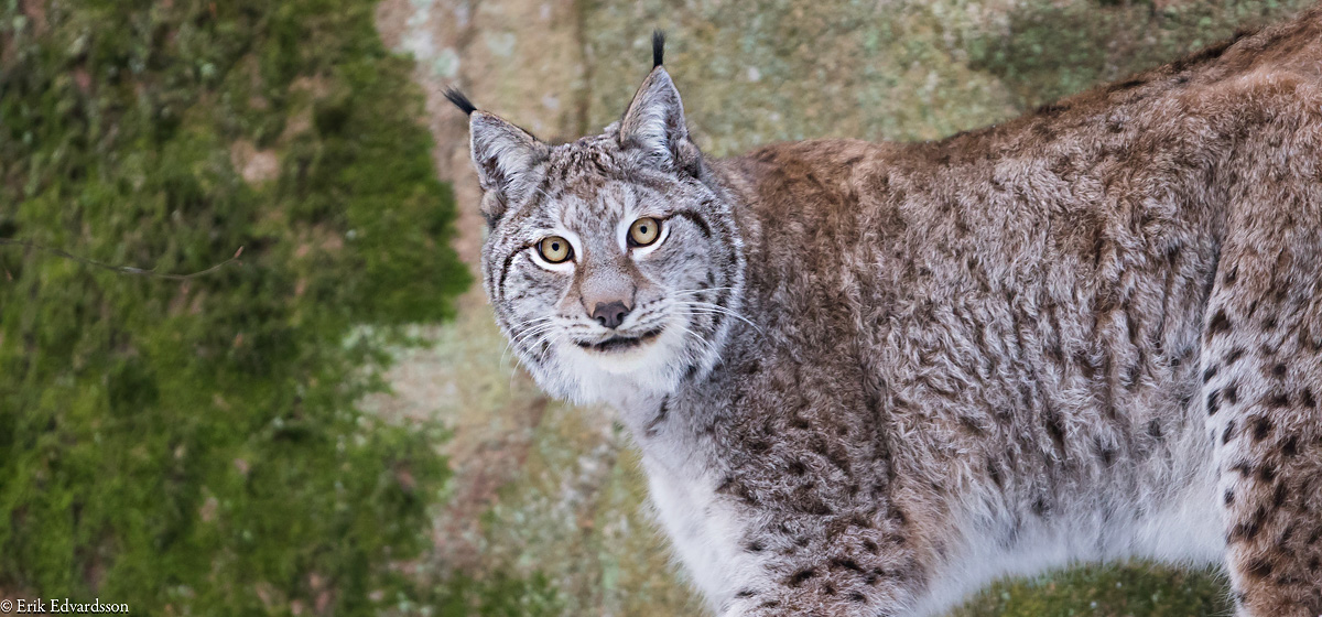 Lodjur på Nordens Ark