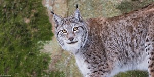 Lynx