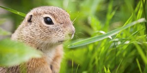 European ground squirrel