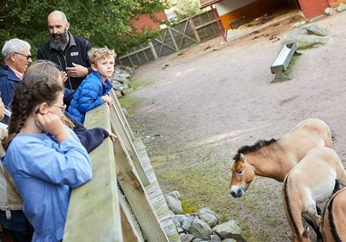 Bild Exciting family package