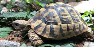 Hermann's tortoise