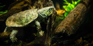 Big-headed turtle