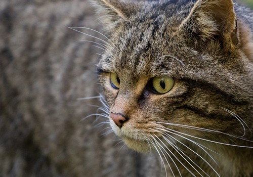 Bild The European Wildcat in Scotland