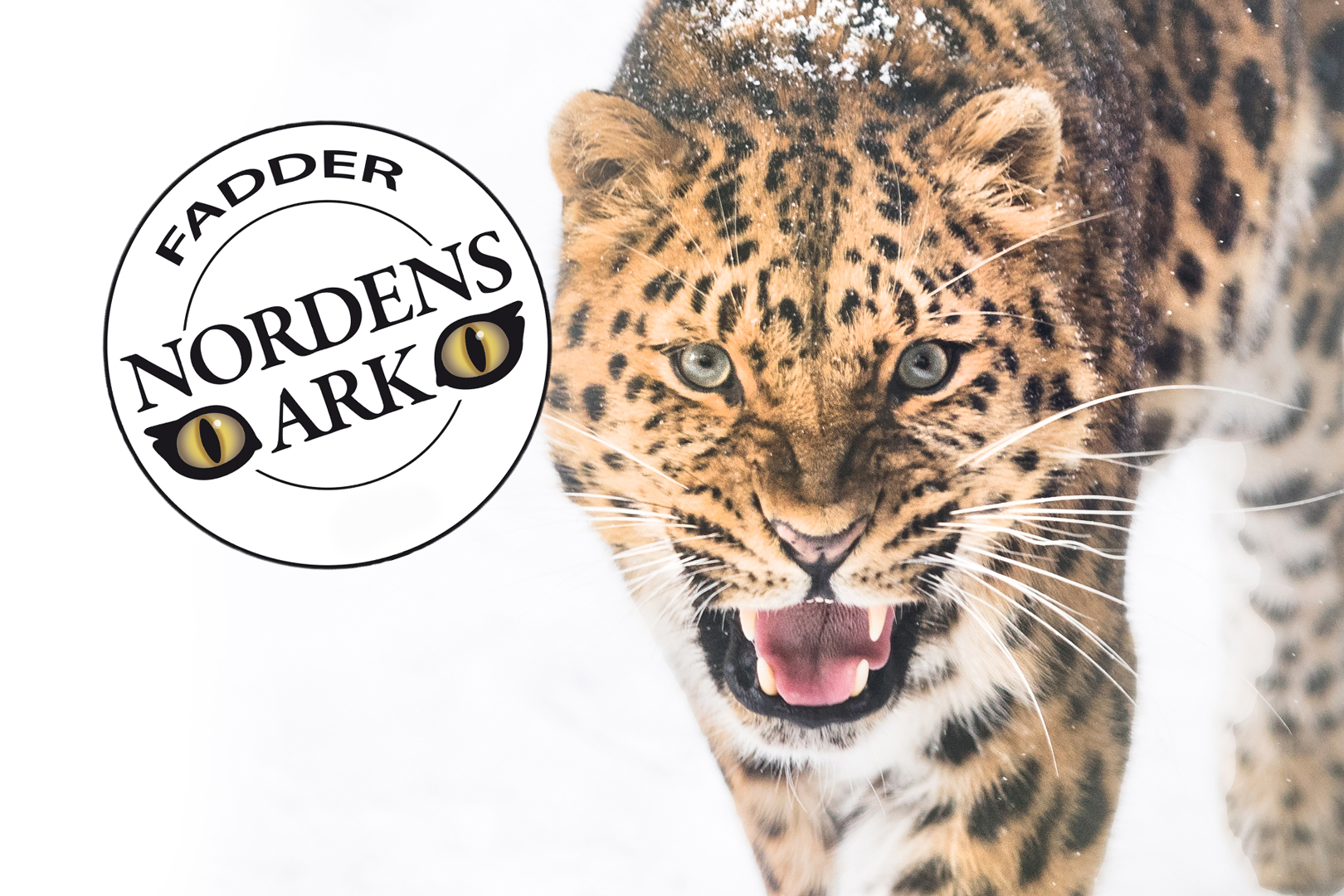 Become a partner or sponsor