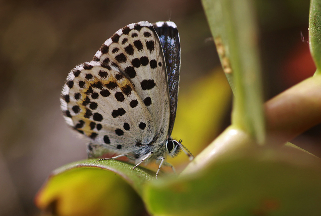 Chequered blue butterfly