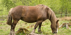 Swedish Ardennes draft horse