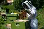 Bee research