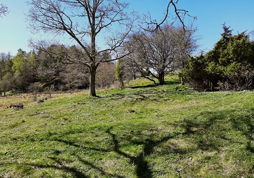 Bild Veteranisation as a nature conservation method