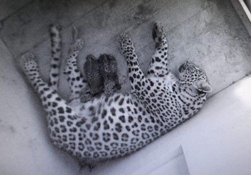 Bild Other conservation projects