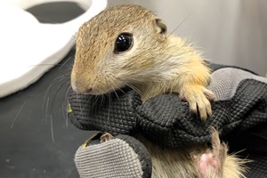 European grund squirrel