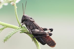 Rattle grasshopper