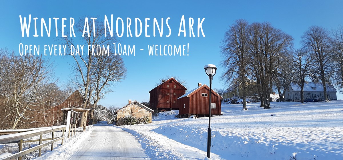 Winter at Nordens Ark