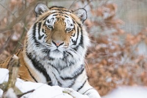 Amur tiger