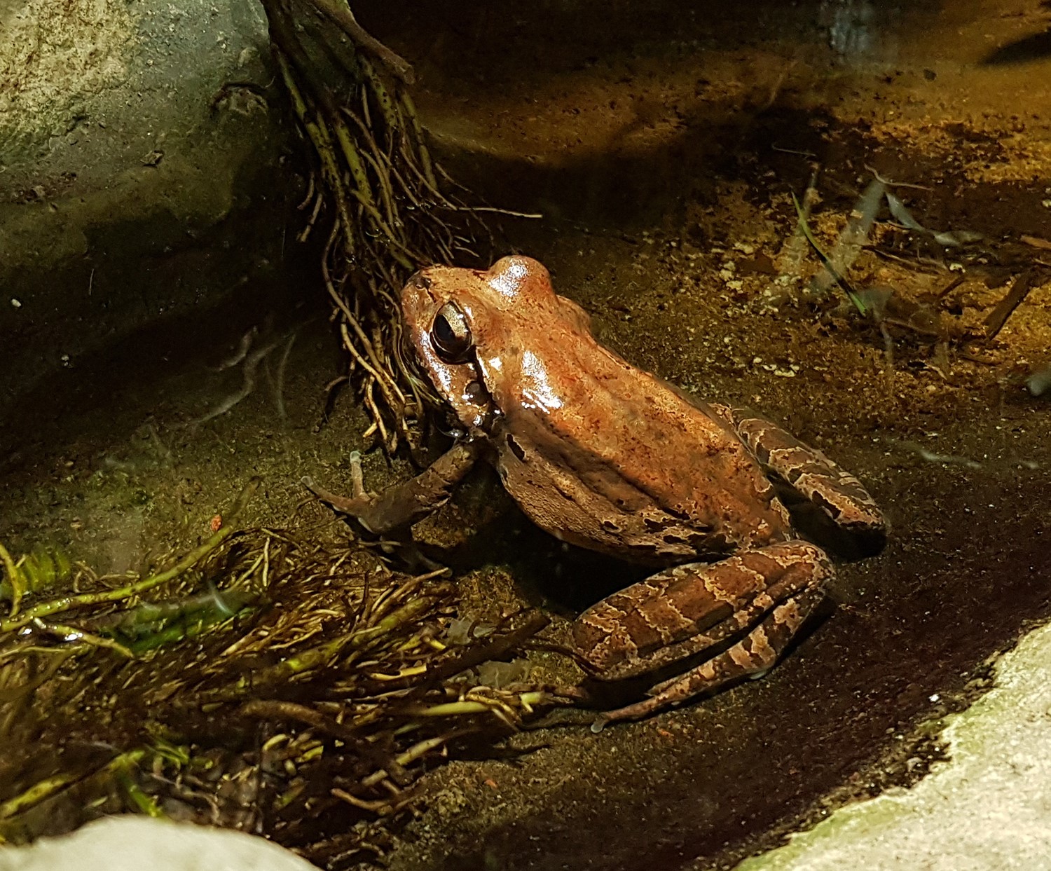 mountain chicken frog