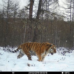 Foto: WWF Ryssland