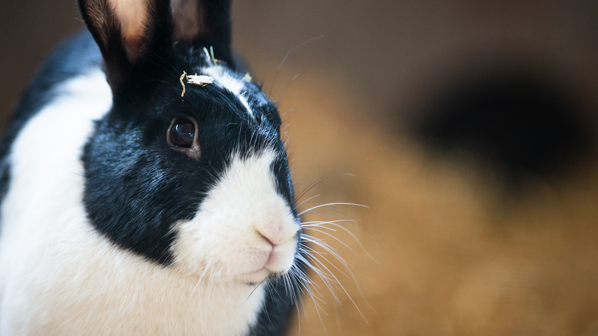 Mellerud rabbit | Nordens Ark