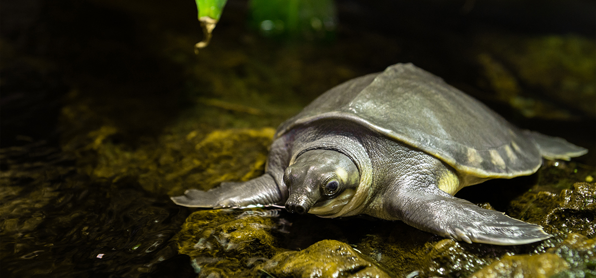 Nyaguineasköldpadda banner