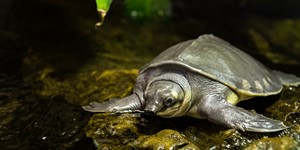 Pig-nosed turtle