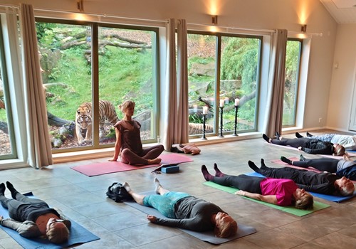 Bild Tiger yoga June 21st