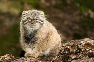 Pallas's cat