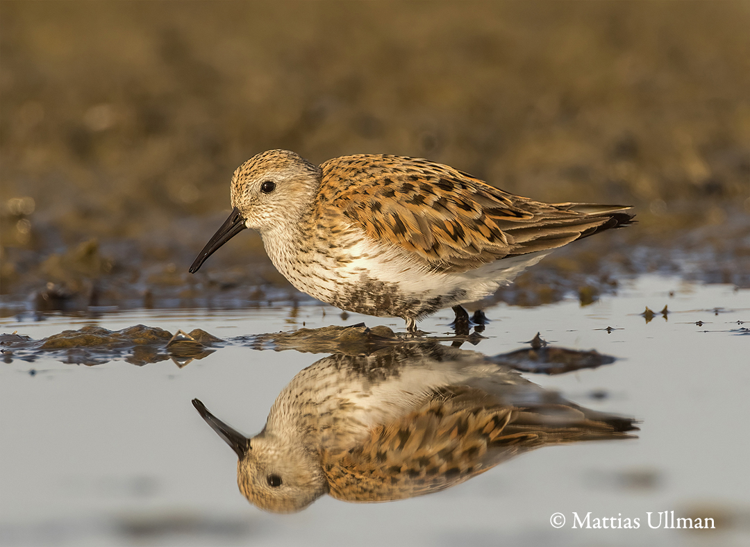 Southern dunlin