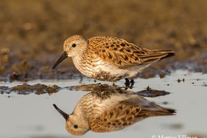 Southern dunlin