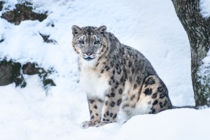 Snow leopard