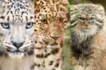 Mighty Meeting: Amur -/snow leopard/Pallas' cat