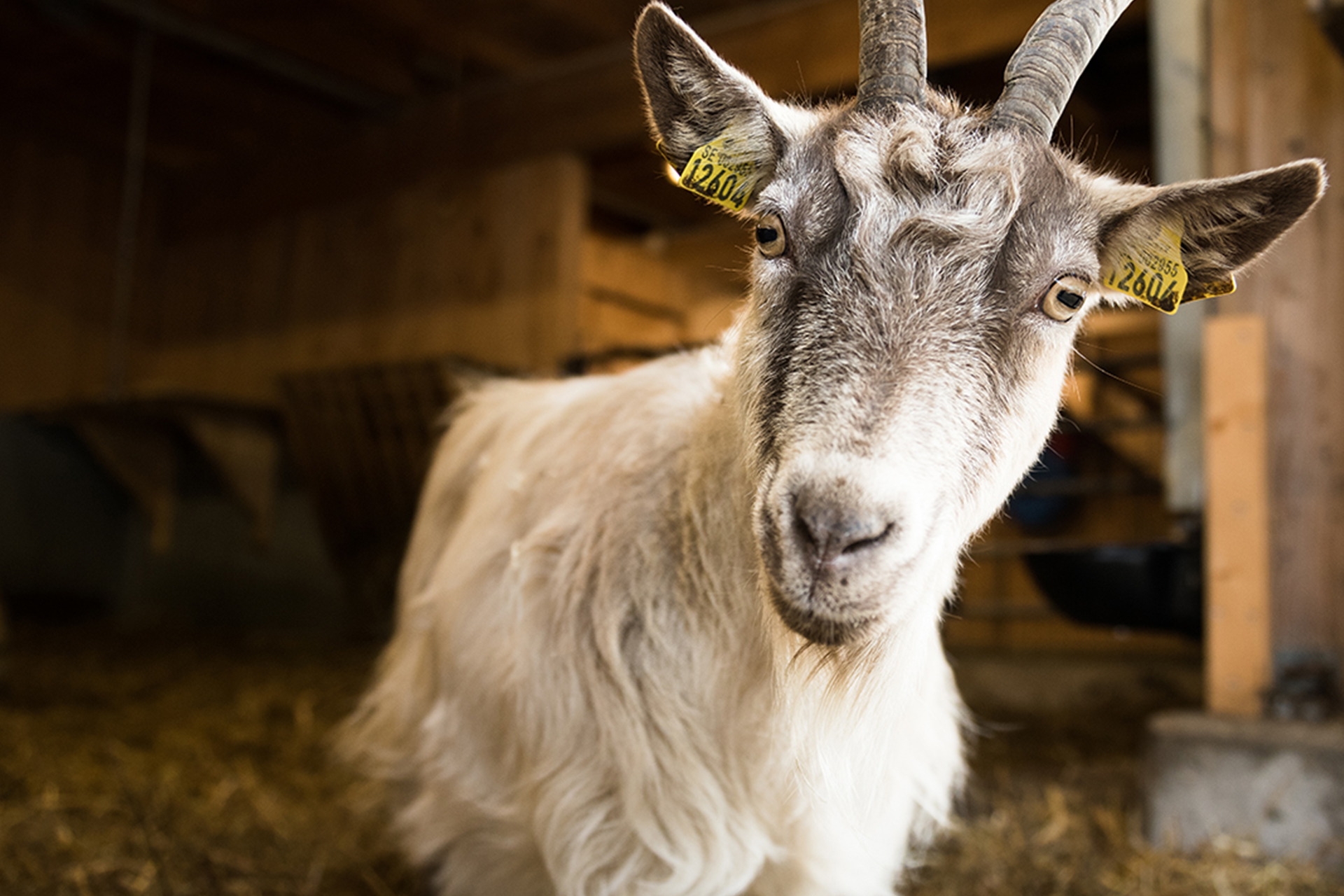 Mighty Meeting: Native breeds