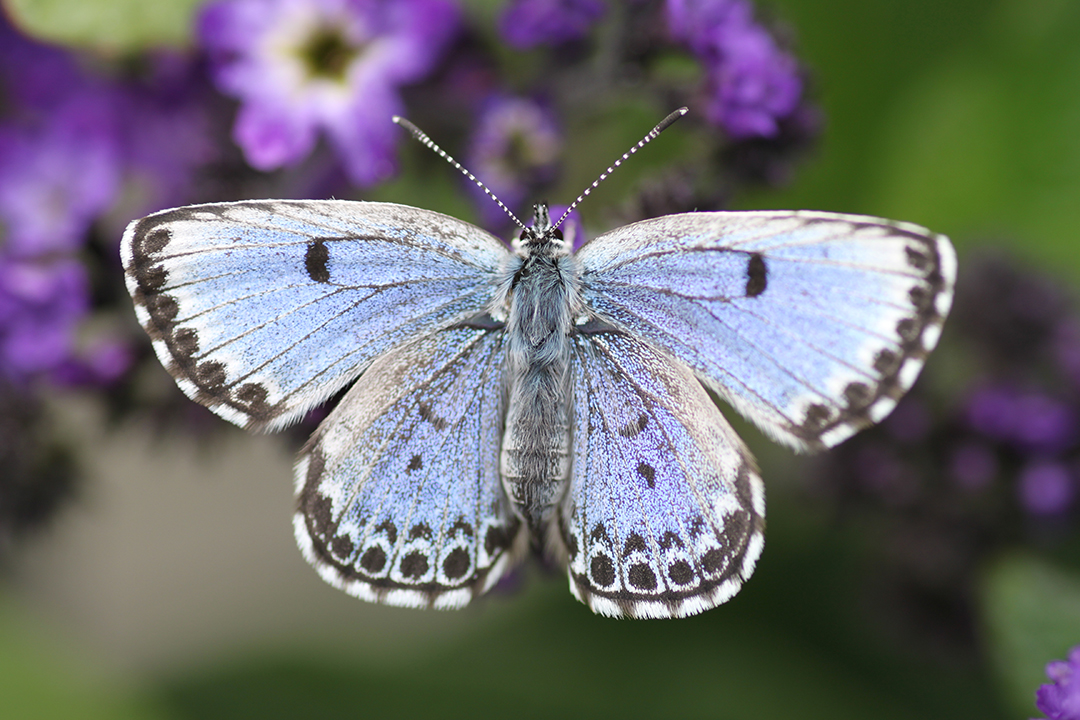 Bild Why Zoo LIFE pollinators?