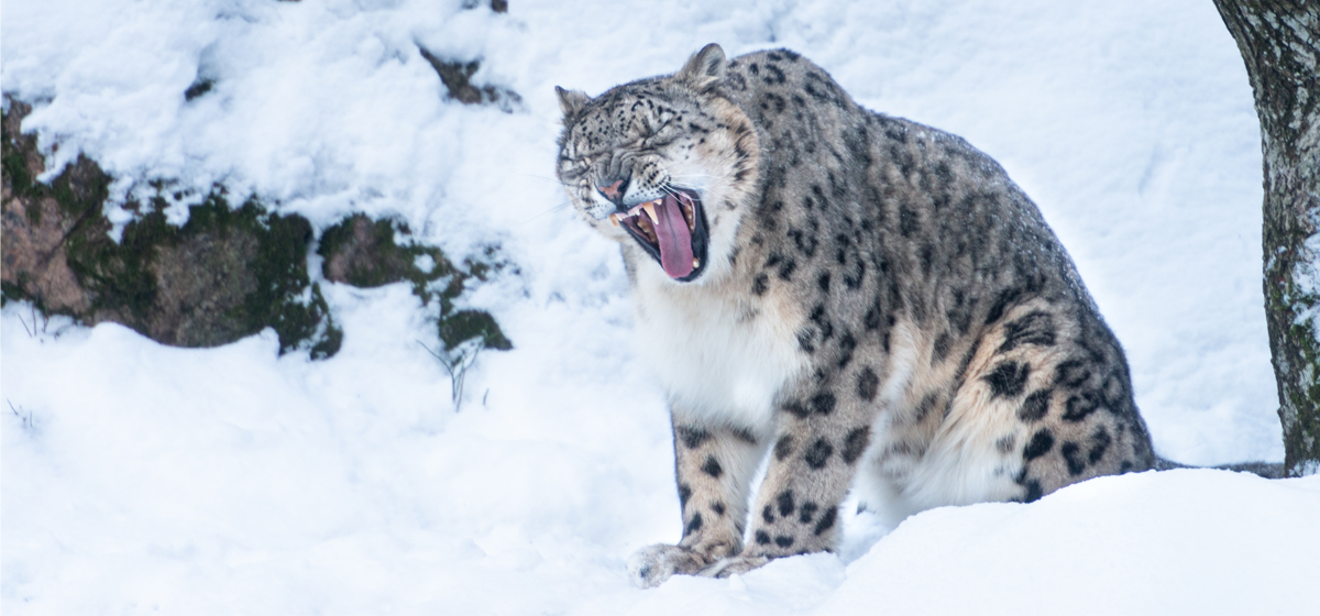 Bild Winter break at Nordens Ark!