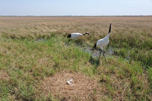 Red-crowned crane & white-naped crane