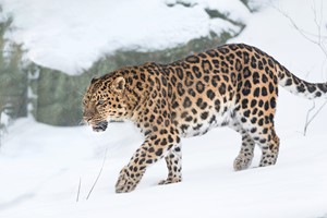 Amur leopard
