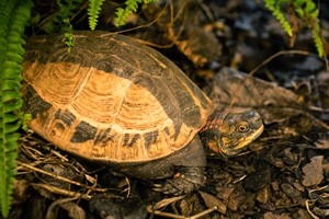 Indochinese box turtle