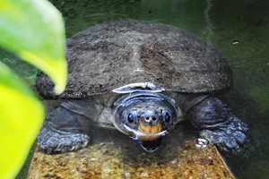Malaysian giant turtle