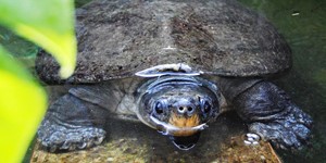 Malaysian giant turtle