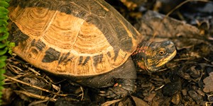 Indochinese box turtle
