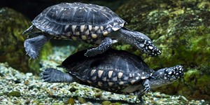 Spotted pond turtle