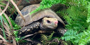 Elongated tortoise