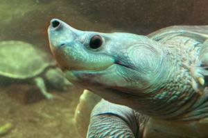 Northern river terrapin