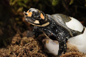 Indian peacock softshell turtle