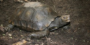 Asian giant tortoise