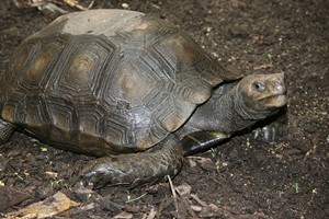Asian giant tortoise