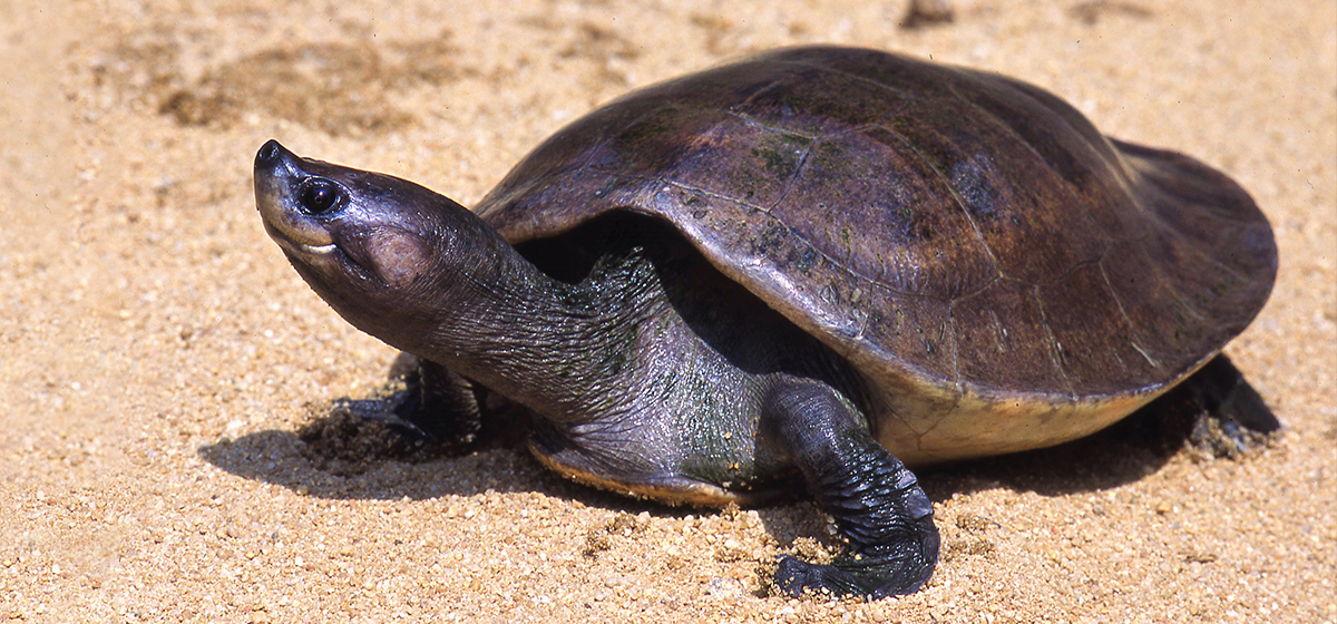 sydlig flodsköldpadda Christer Larsson banner