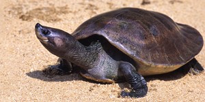 Southern river terrapin