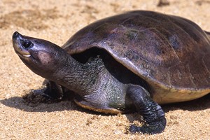 Southern river terrapin