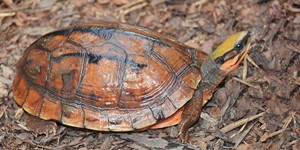 Vietnamese three-striped box turtle
